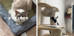 人宠关系变了，“家”也变了