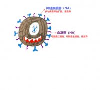 【健康科普】流感你走开！