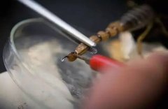央视报道、国医大师力荐：蝎毒疗法凭什么这么牛？	